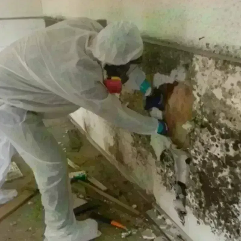 Mold Remediation and Removal in Oquawka, IL